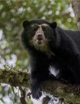 El oso jucumari el animal mas representativo de la reserva de tariqua