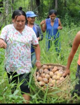 Una oportunidad productiva sostenible para las mujeres del Territorio Indígena de Monte Verde