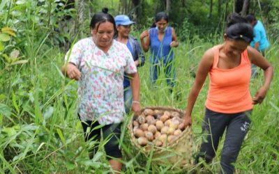 Una oportunidad productiva sostenible para las mujeres del Territorio Indígena de Monte Verde